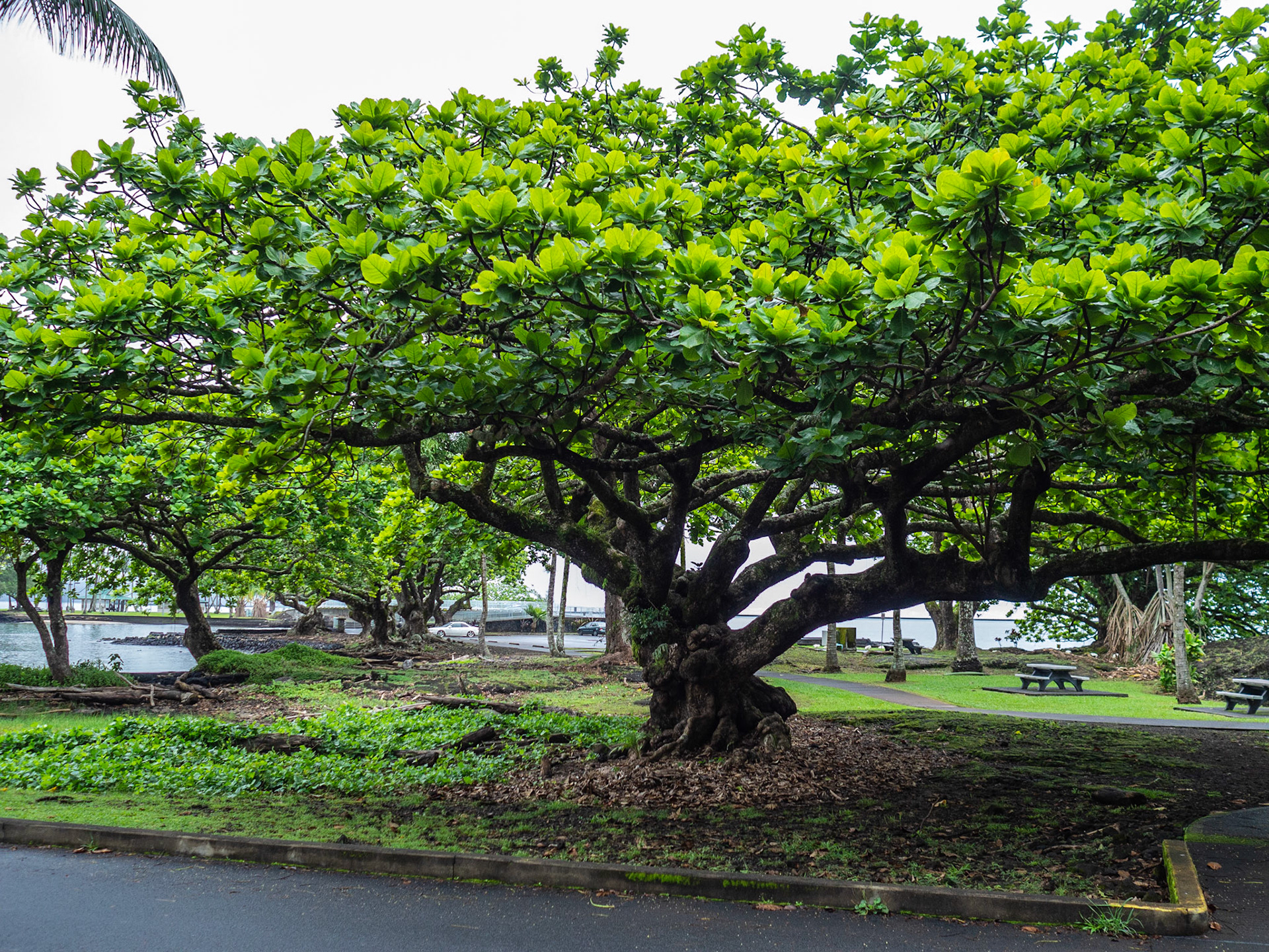 Big Island