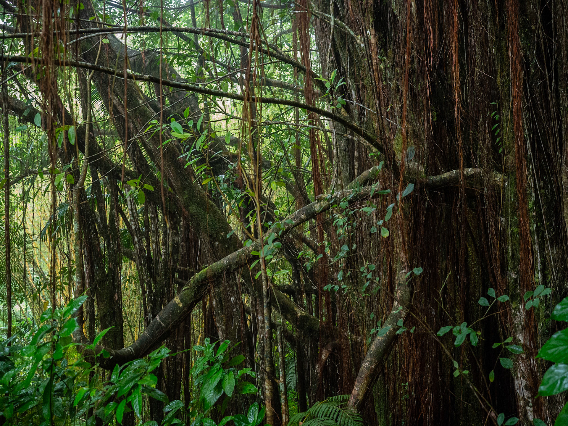 Big Island