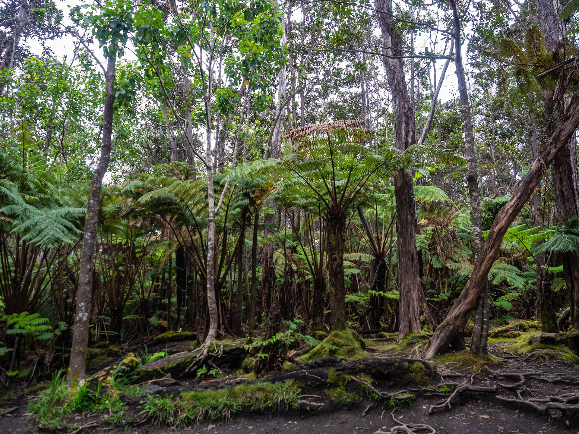 Big Island