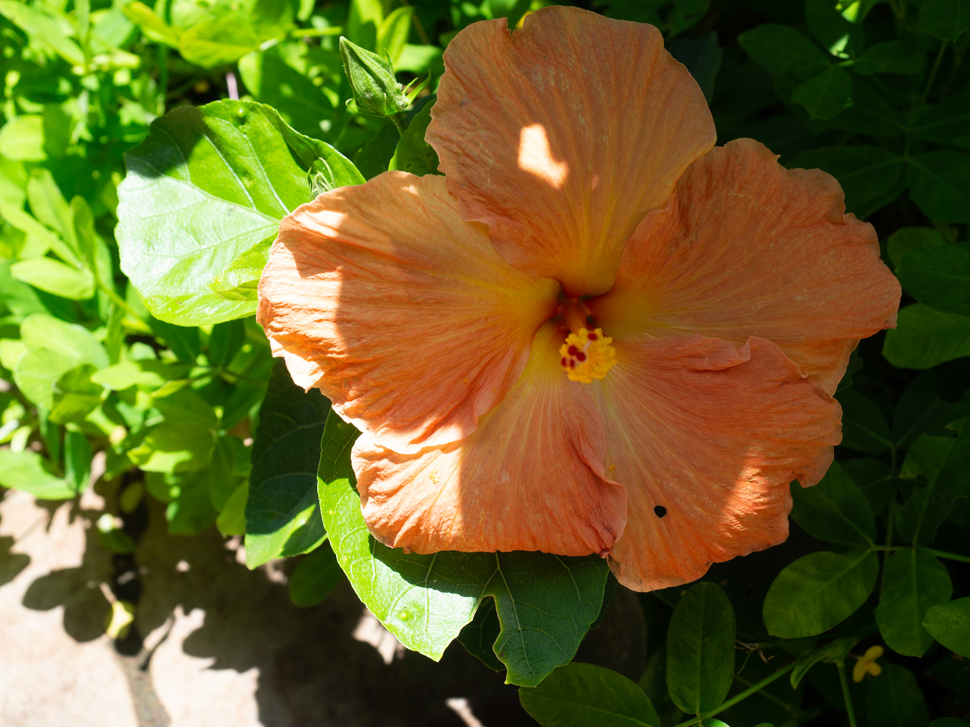 Kauai