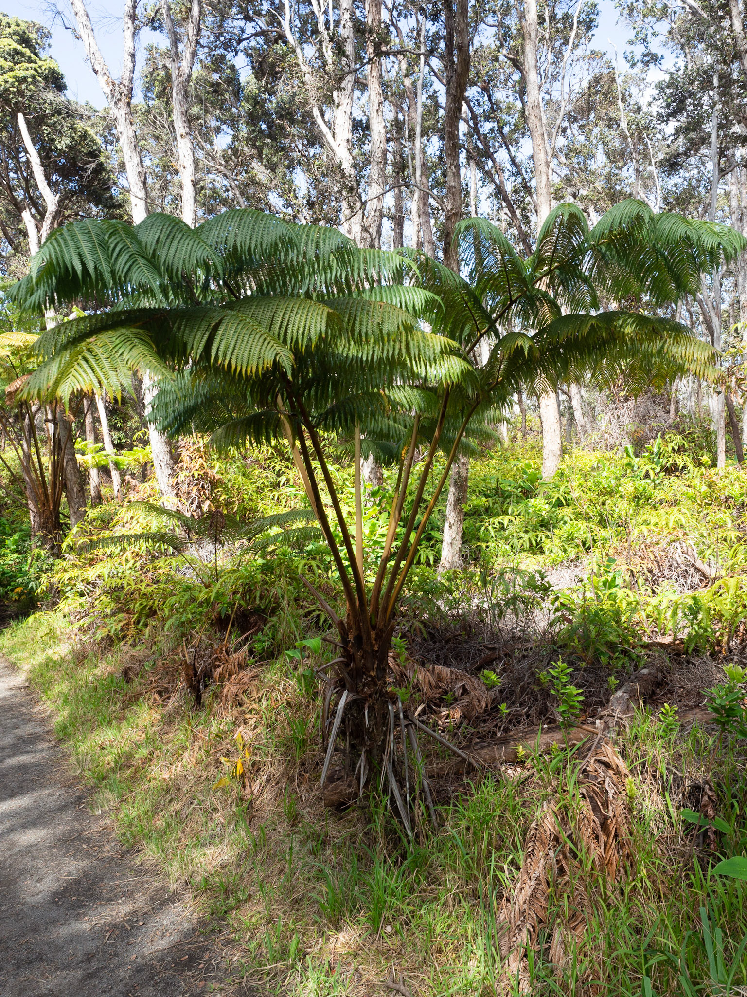 Big Island