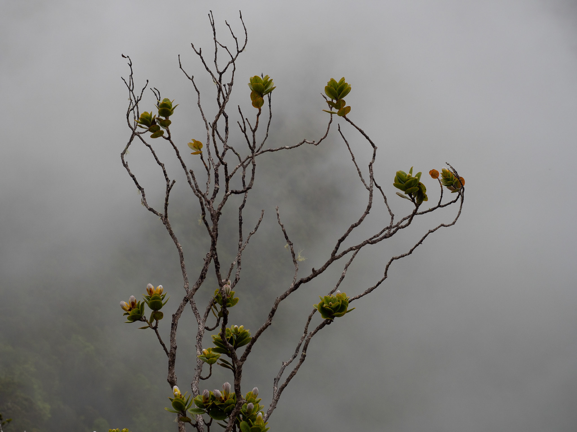 Kauai