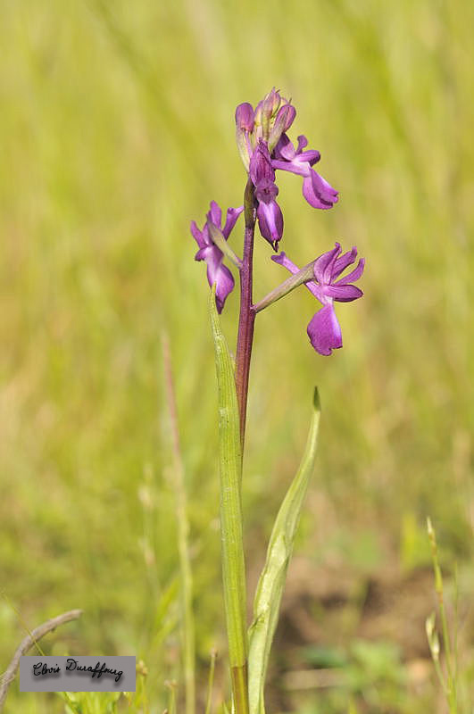 Orchis laxiflora. Orchis à fleurs lâches
