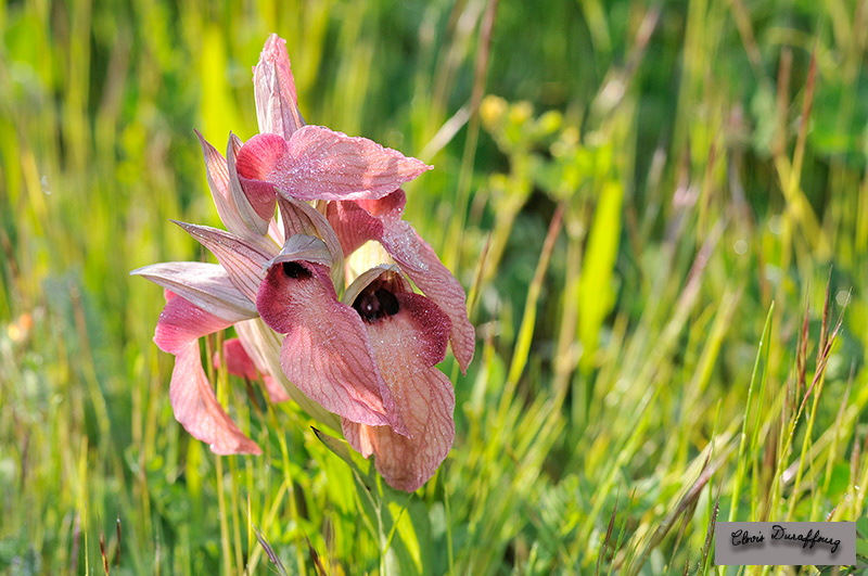 Serapias lingua. Sérapias en langue