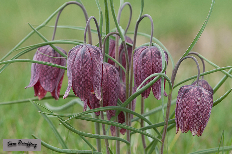Fritillaire pintade
