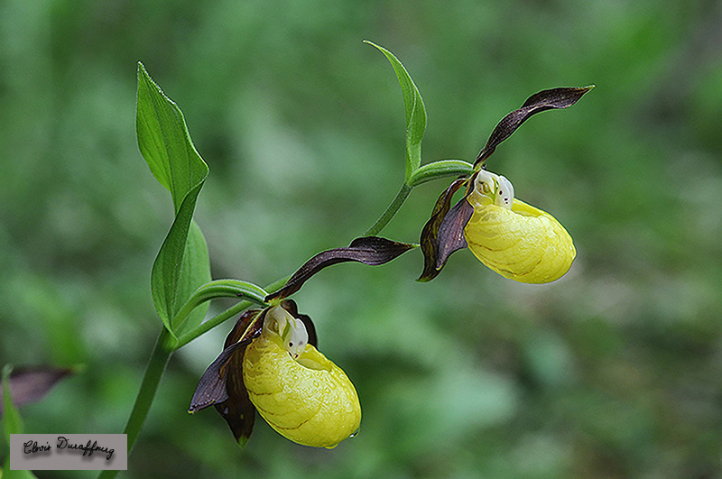 Cypripedium calceolus. Sabot de Vénus
