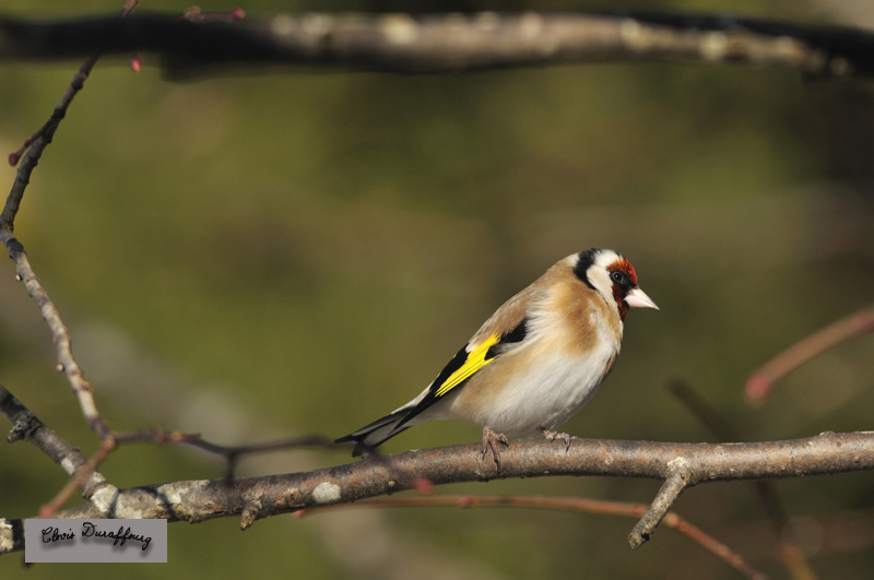 Chardonneret élégant