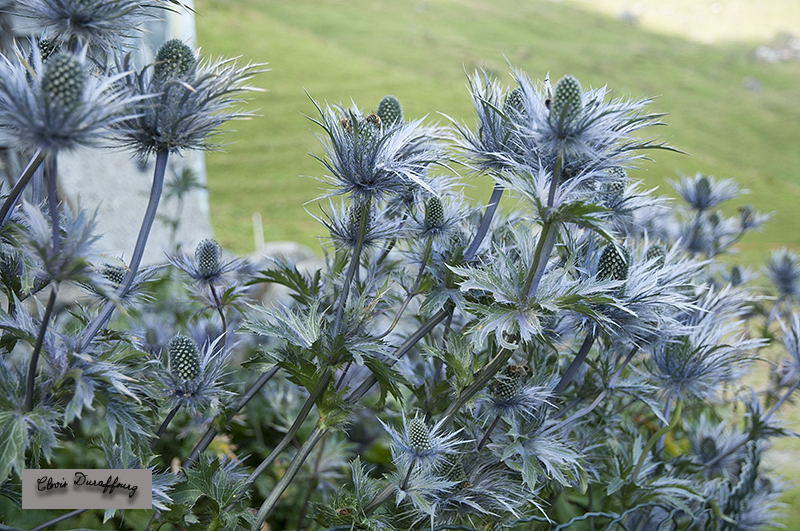 Chardon bleu
