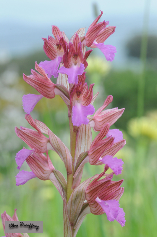 Orchis papilionacea. Orchis papillon