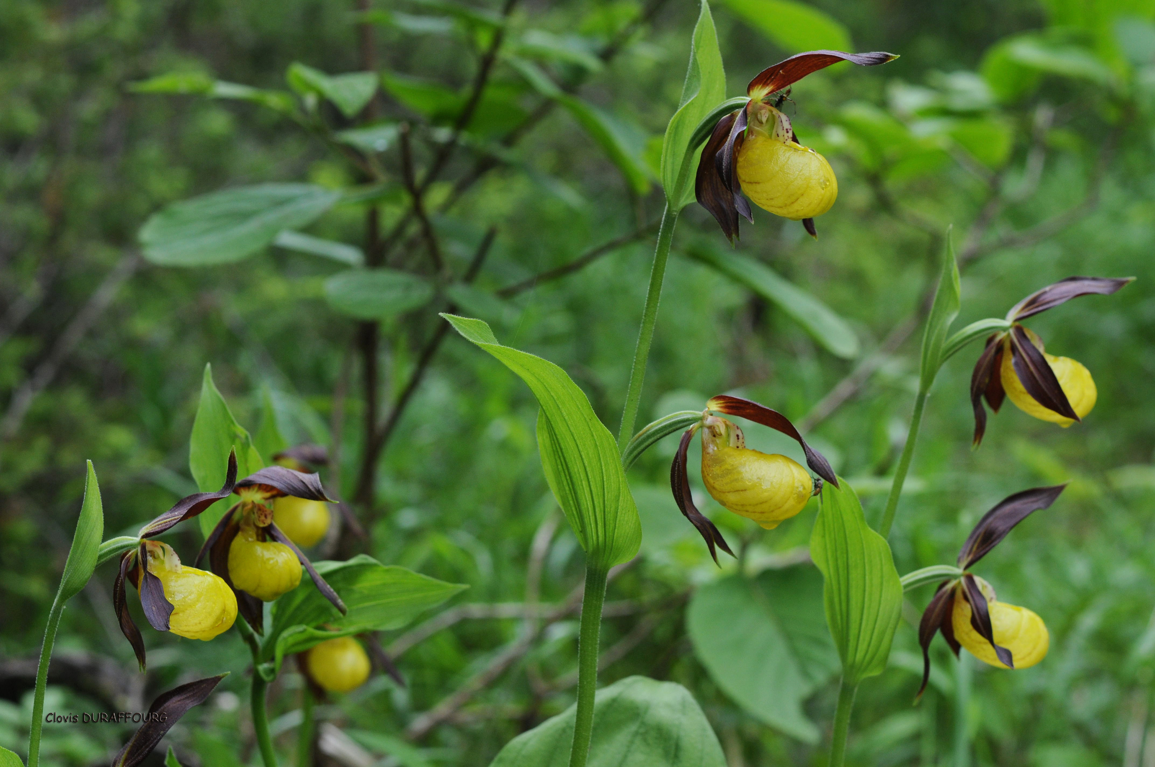 Cypripedium calceolus. Sabot de Vénus