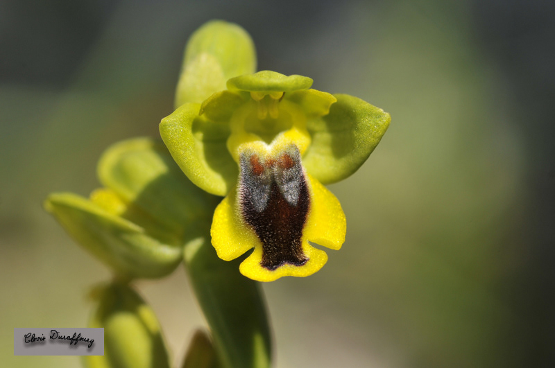 Ophrys lutea. Ophrys jaune