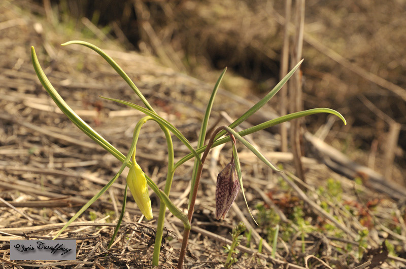 Fritillaire pintade