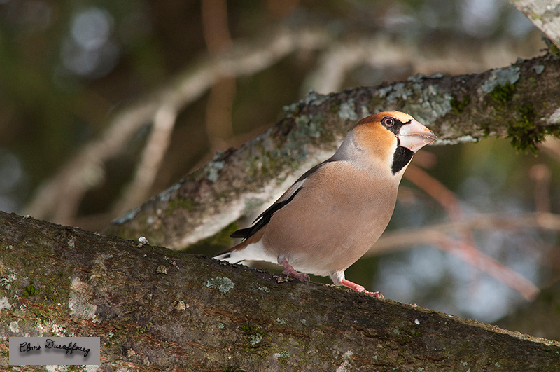 Gros-bec casse-noyaux male