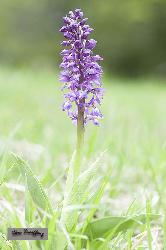 Orchis mascula. Orchis mâle