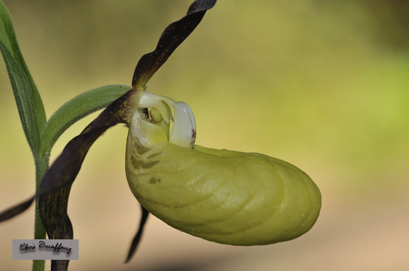 Cypripedium calceolus. Sabot de Vénus