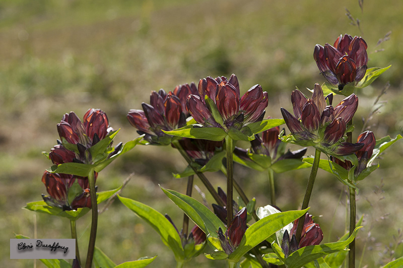 Gentiane pourpre
