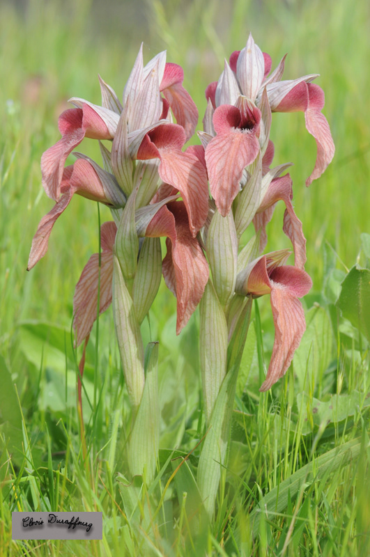 Serapias neglecta. Sérapias méconnu