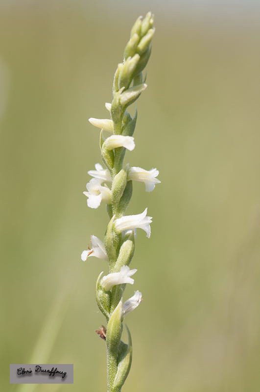 Spiranthes aestivalis. Spiranthe d'été