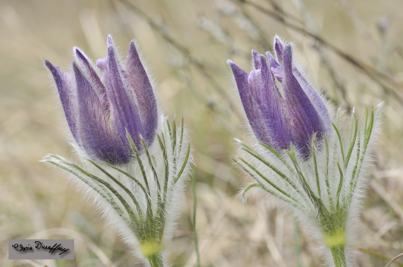 Pulsatille printanière