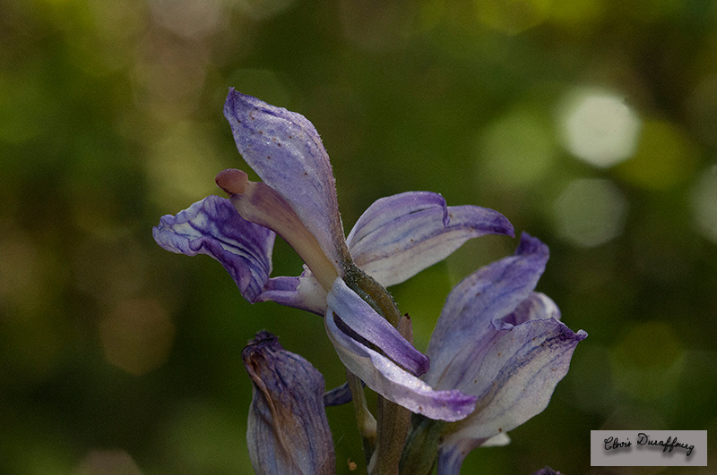 Limodorum abortivum. Limodore à feuilles avortées