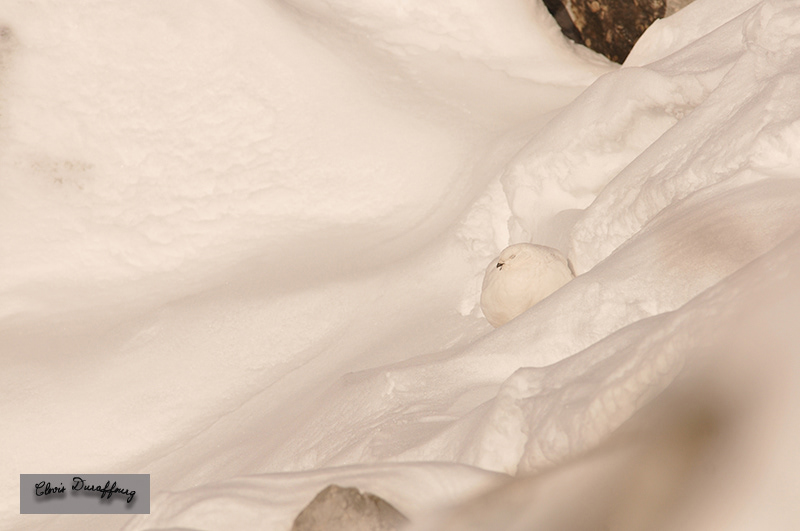 Repos d'une poule au soleil couchant