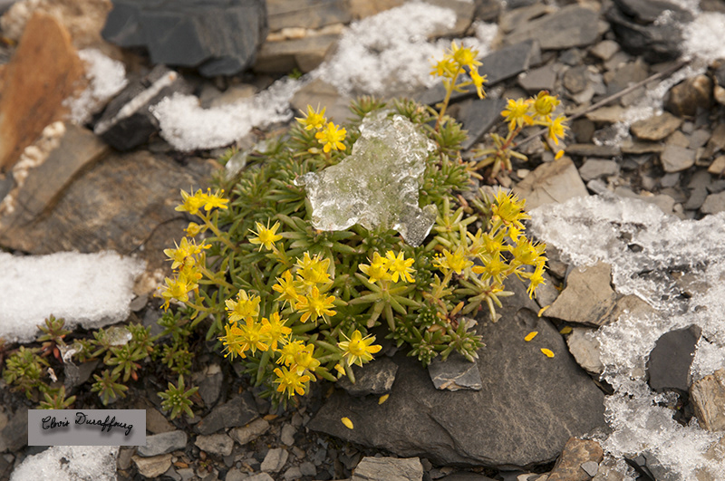Saxifrage des ruisseaux