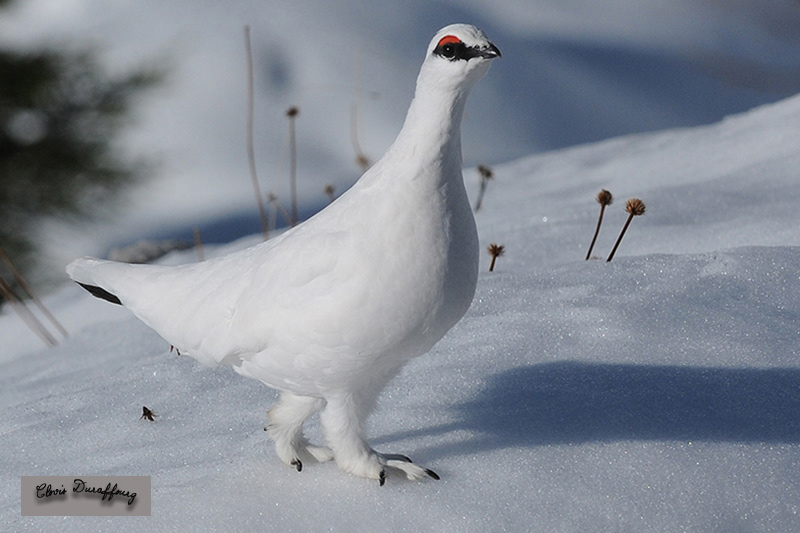 Gros plan du coq en plumage hivernal