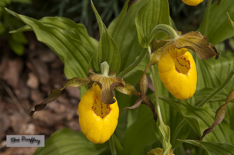 Cypripedium calceolus. Sabot de Vénus FLAVUM extrêmement rare avec ses périanthes jaune verdâtre