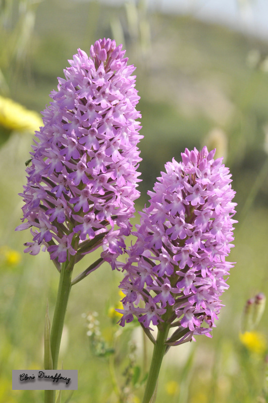 Anacamptis pyramidalis. Orchis pyramidal