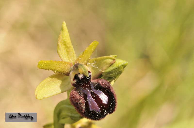 Ophrys incubacea. Ophrys noir
