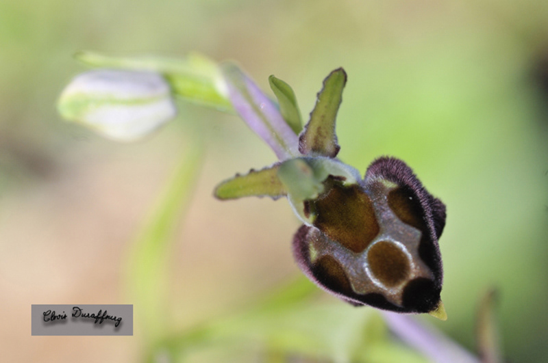 A identifier Ophrys 3