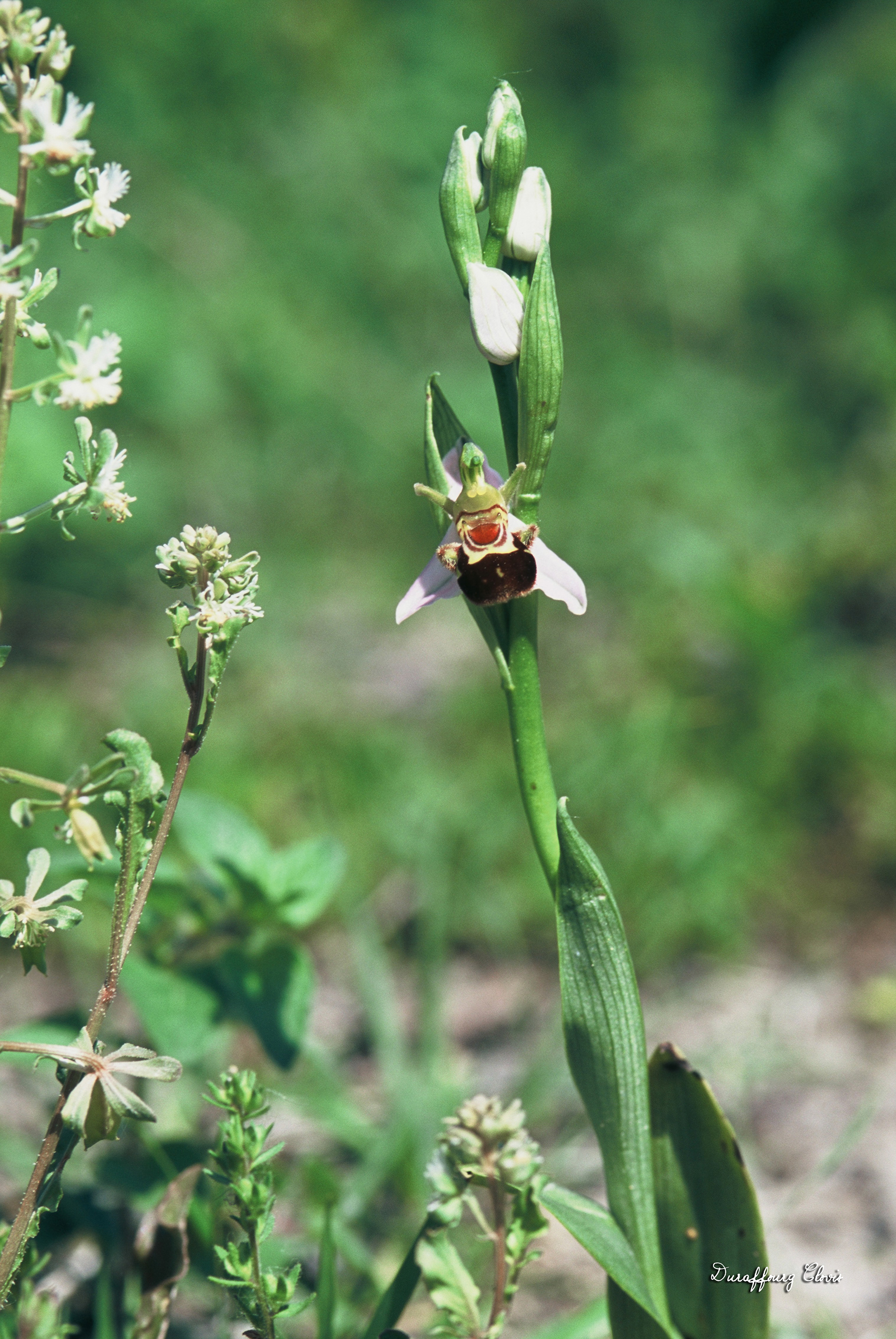 Ophrys apifera. Ophrys abeille