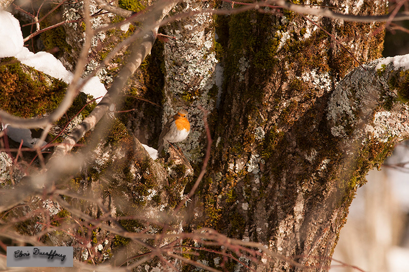 Rouge gorge familier