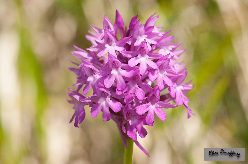 Anacamptis pyramidalis. Orchis pyramidal