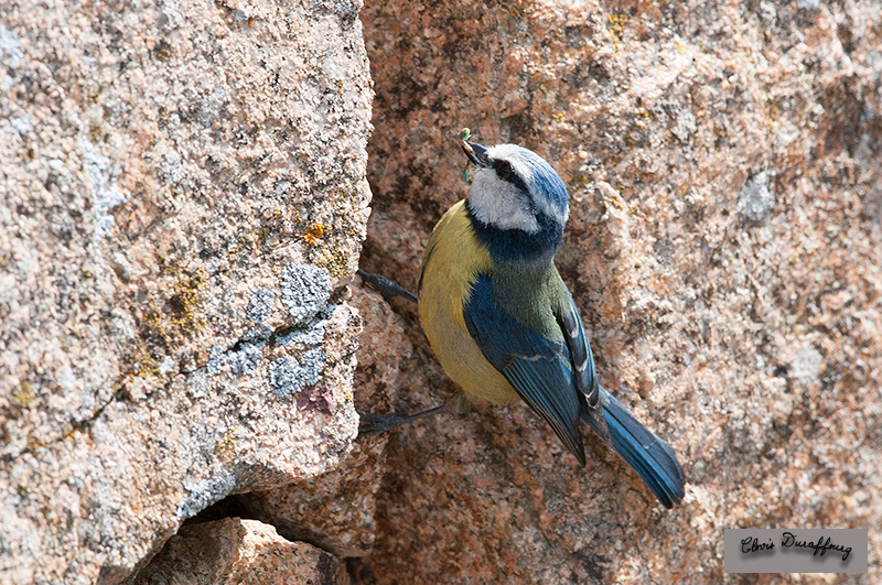 Mésange bleue