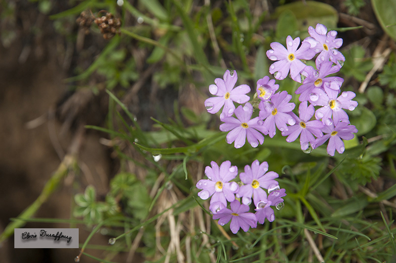 Primevère farineuse