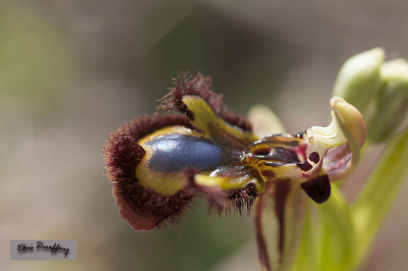 Ophrys ciliata. Ophrys miroir