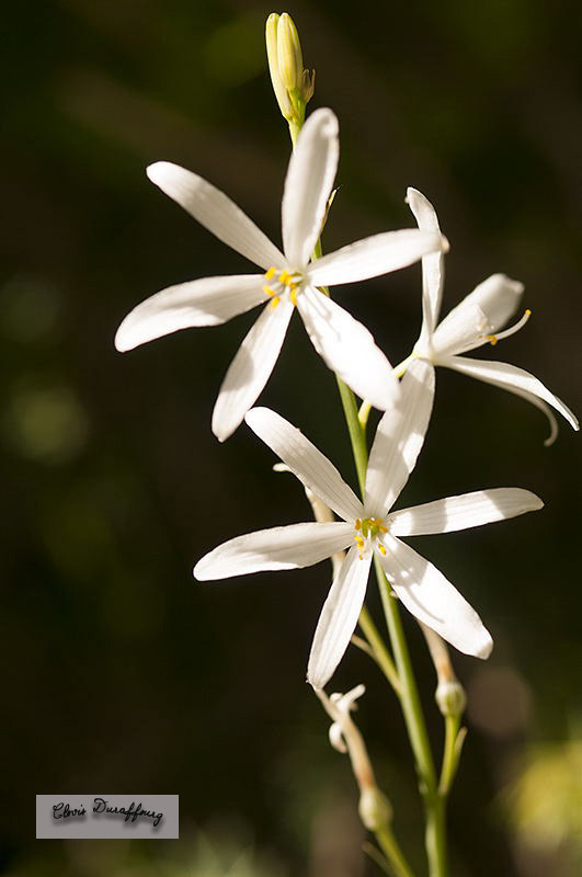 Anthéricum à fleurs de lis
