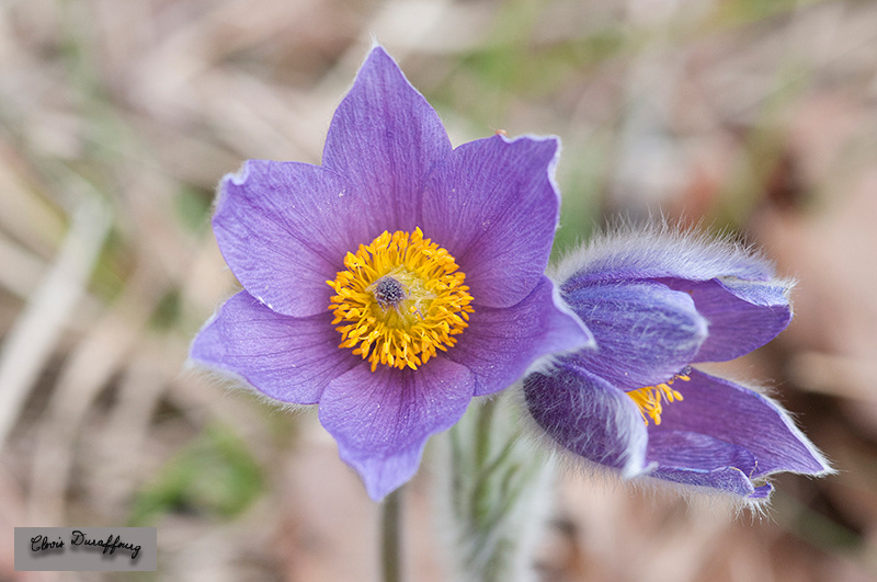 Pulsatille ordinaire