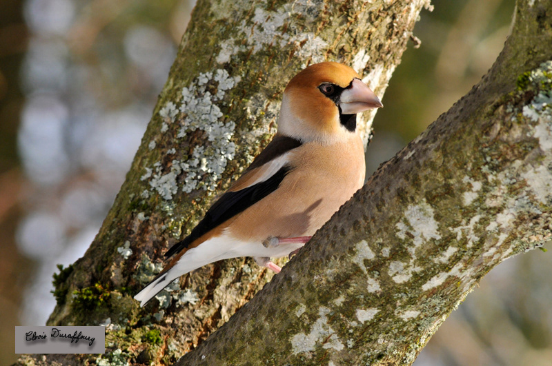 Gros-bec casse-noyaux mâle en plumage nuptial