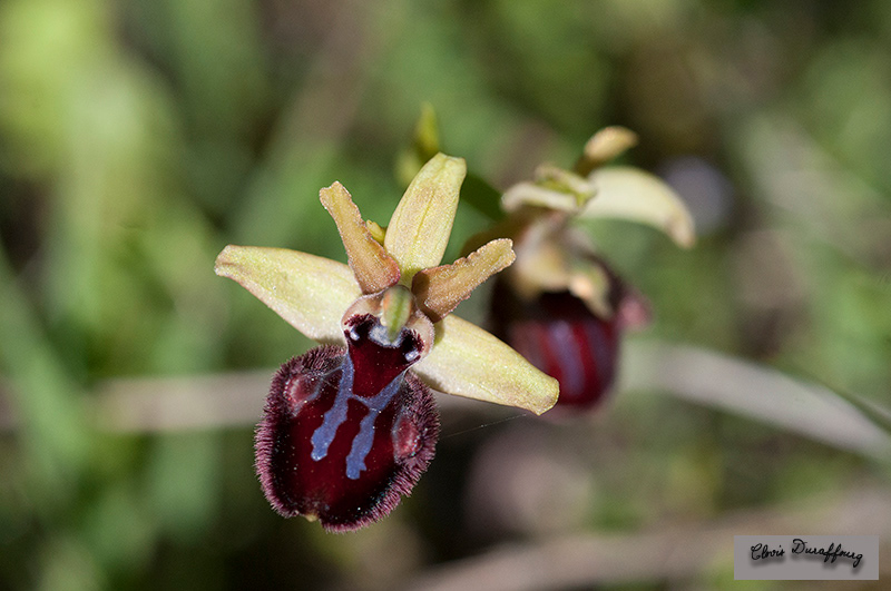 Ophrys incubacea. Ophrys noir
