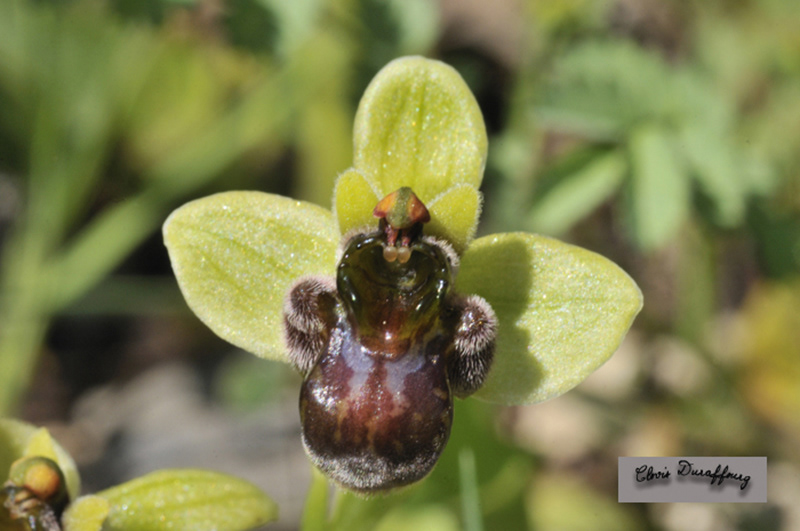 A identifier Ophrys 2