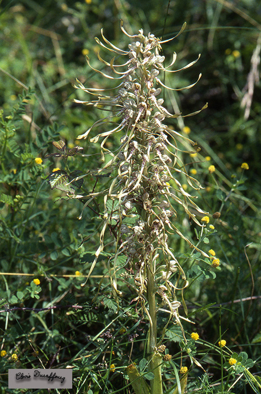Himantoglossum  hircinum. Orchis bouc