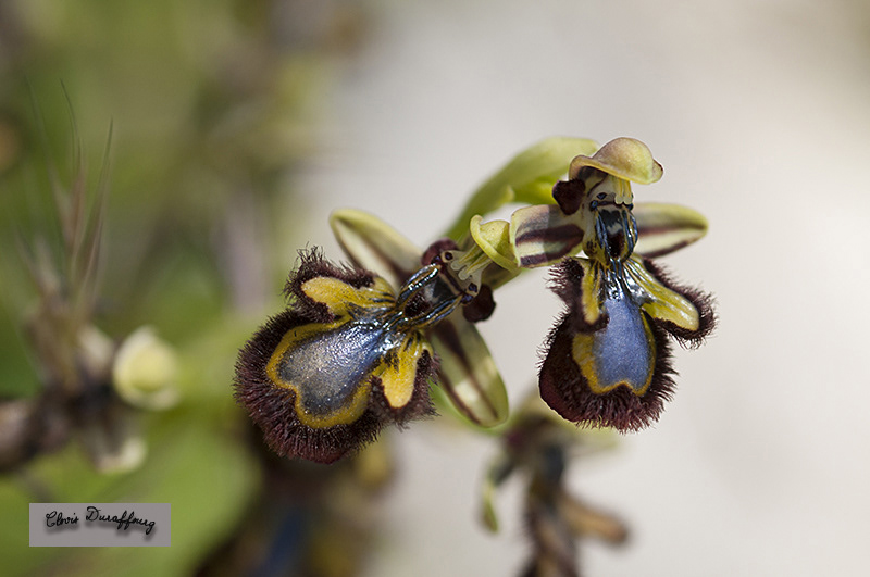 Ophrys ciliata. Ophrys miroir