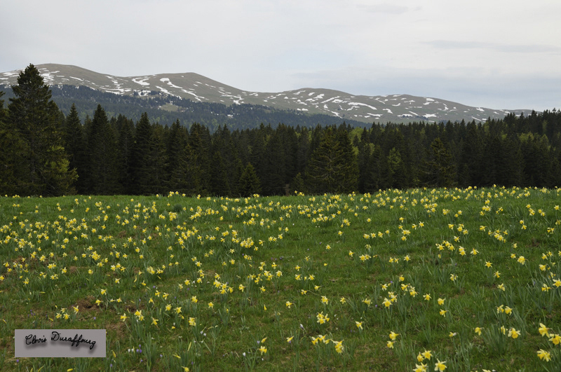 Floraison des jonquilles, et les Monts Jura