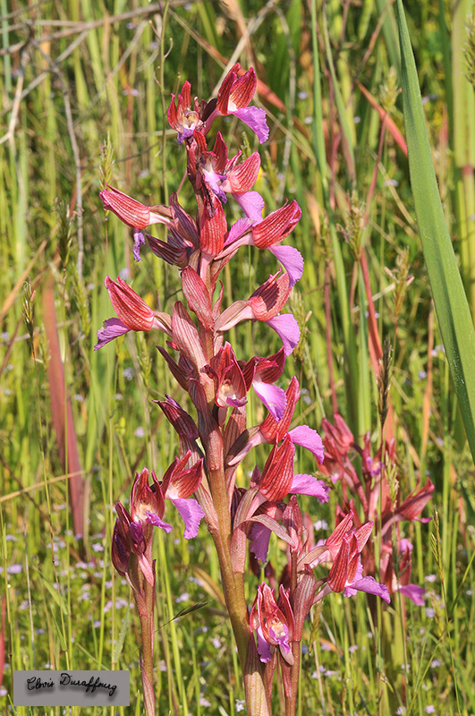 Orchis papilionacea. Orchis papillon