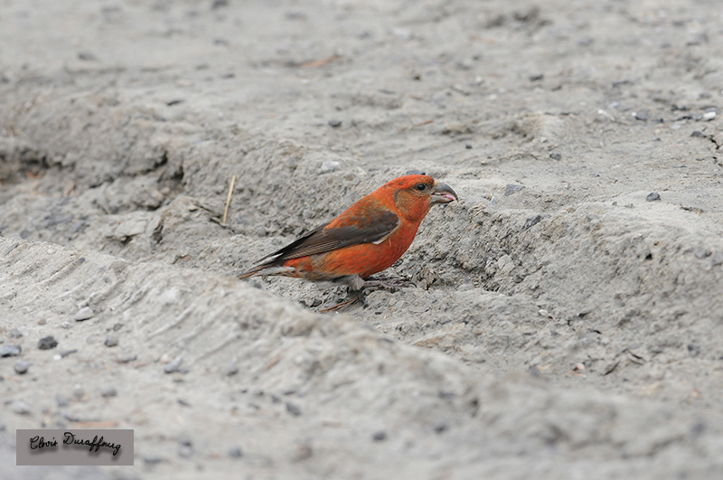 Bec croisé des sapins mâle
