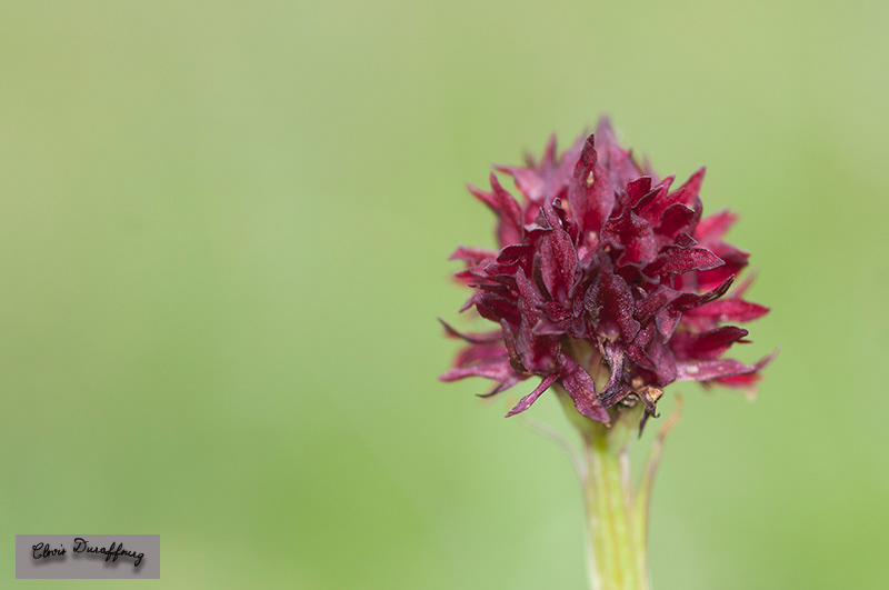 Nigrittela rhellicani. Orchis vanillé
