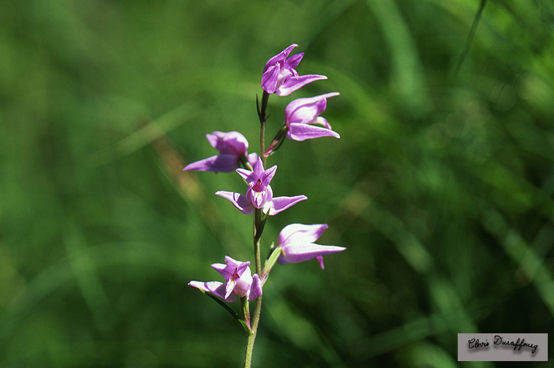 Cephalanthera rubra. Céphalanthére rouge