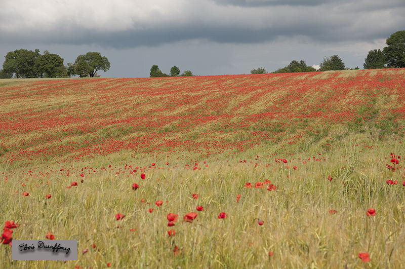 Coquelicot